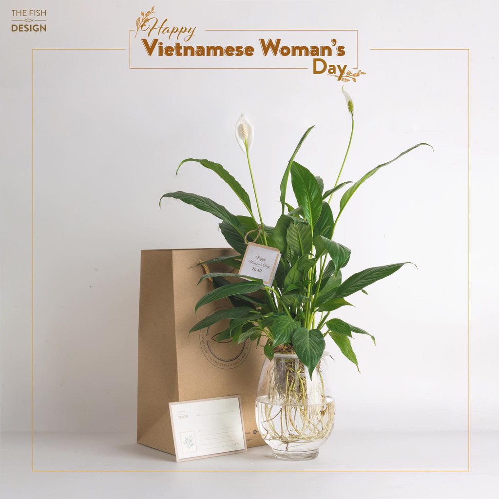 Bình cây lan ý thủy sinh | THE FISH SIZE L