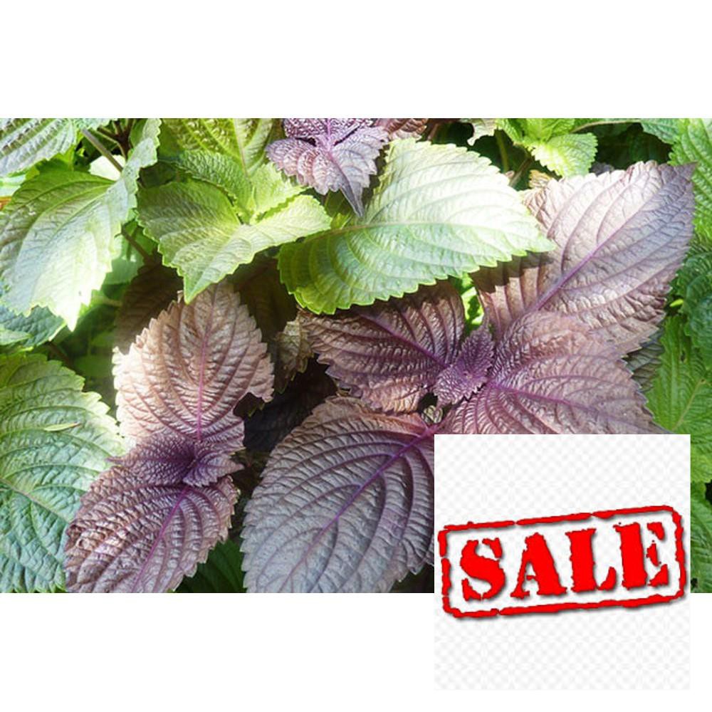 gói 5 gr giống tía tô đỏ SALE