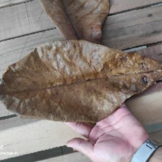 Combo 20 lá bàng khô dùng cho hồ cá cảnh