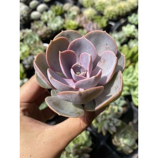 Sen đá Hồng Dâu 5cm