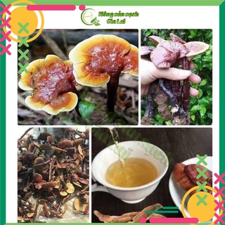 Nấm lim xanh rừng tự nhiên Gia Lai hàng chuẩn