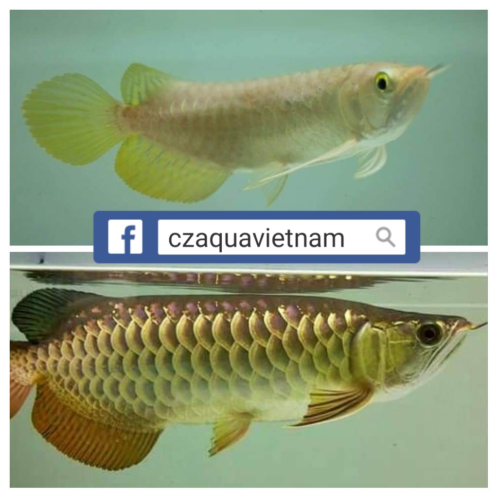 CZ31  - Arowana color enhancer - Solid gold