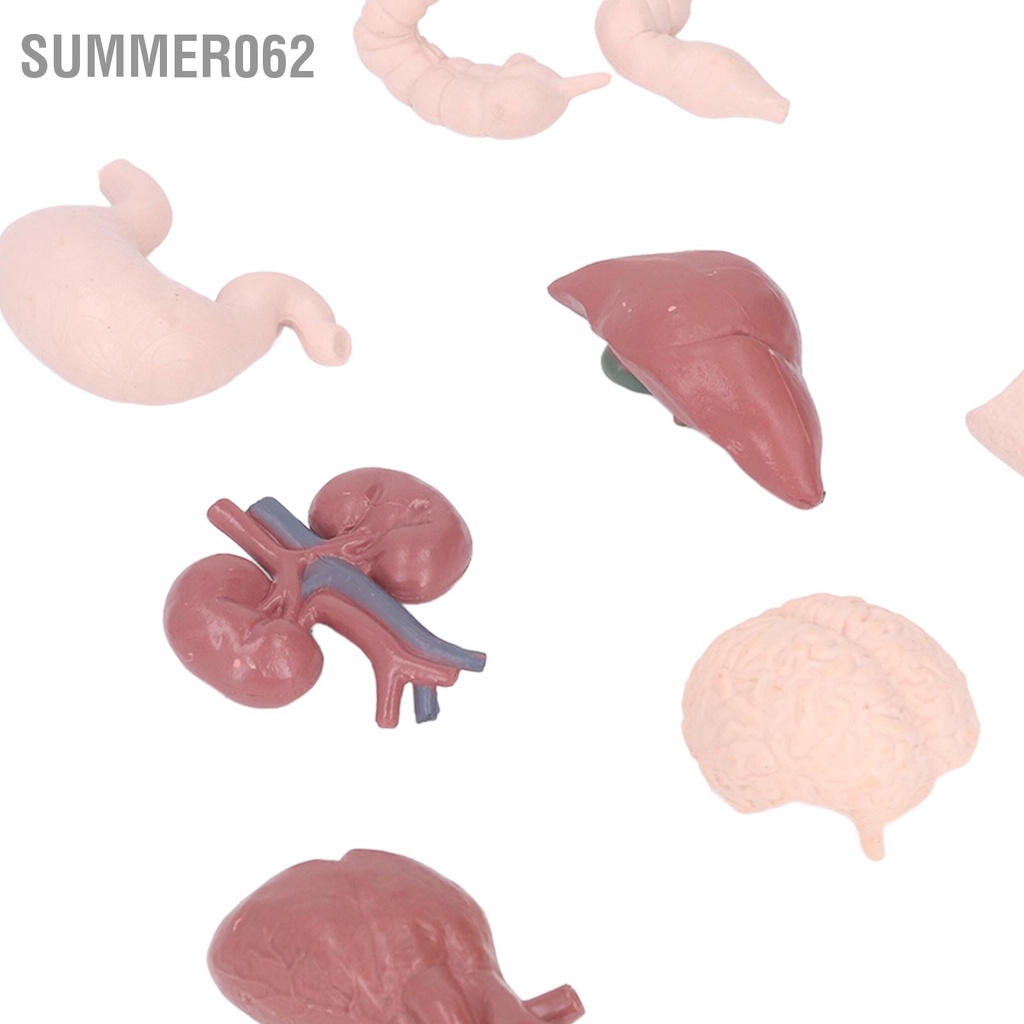 [Hàng Sẵn] Mô hình bộ phận cơ thể người phỏng giải phẫu Công cụ giáo dục Não Tim Phổi Gan Dạ dày Thận dùng để giảng dạy【Summer062】