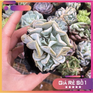 sen đá cúc trắng, size trung, sen đá Đà Lạt