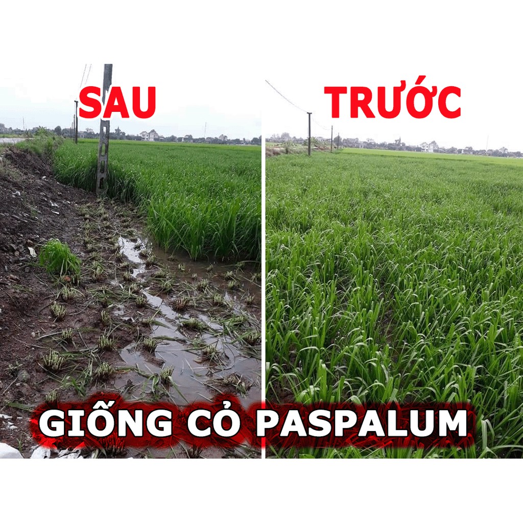 Hạt giống cỏ Ubon Paspalum - Cỏ xả chịu ngập (gói 200g)