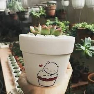 Chậu sen đá hình cute(chậu + sen đá)