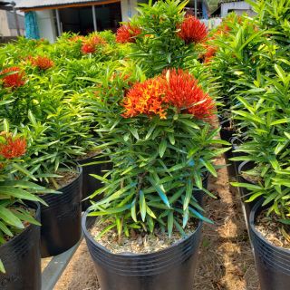[Cây giống hoa] trang kim hoa đỏ (cây mini) - Trang Flowers