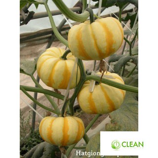 Hạt Giống Bí MIni - 10 Hạt