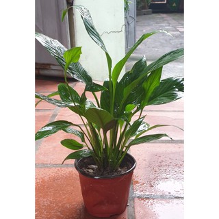 cụm Cây con giống Lan Ý  cao hơn 30cm( ảnh thật )