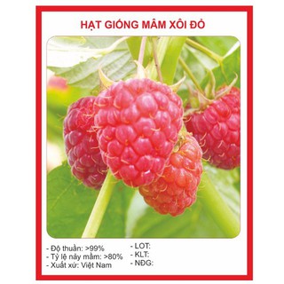HẠT GIỐNG QUẢ MÂM XÔI ĐỎ - 10 hạt