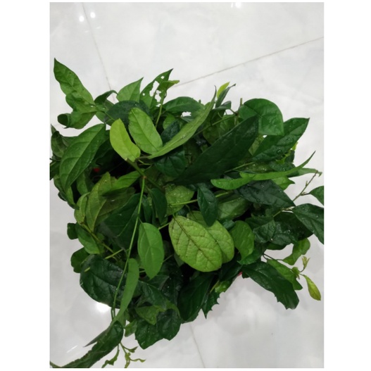 1kg lá xạ đen tươi - loại đẹp