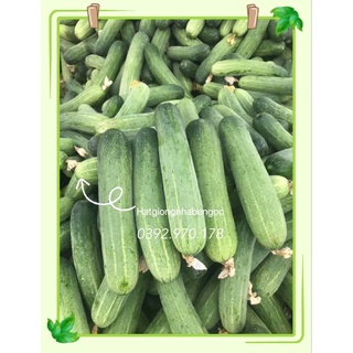 Hạt Giống Dưa Leo F1