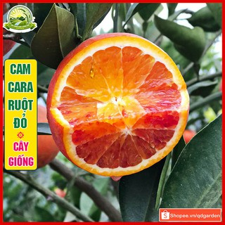 Cây cam cara ruột đỏ không hạt giá trị dinh dưỡng cao cây khỏe dễ trồng - QD36