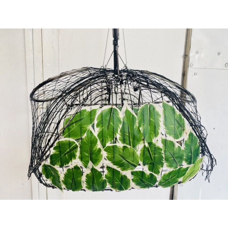 LỒNG BẪY CHÀO MÀO KẾT LÁ