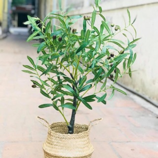Cây giả- cây oliu 85cm - cây olive trang trí nhà cửa