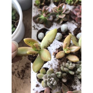 10 cây sen đá vỉ Đà Lạt