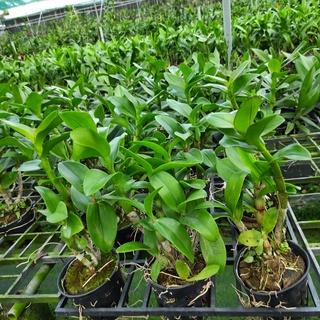 Hoa lan Dendro Nắng Bò Hồng