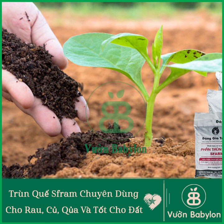 Trùn Quế Nguyên Chất Sfram Bao 25Kg