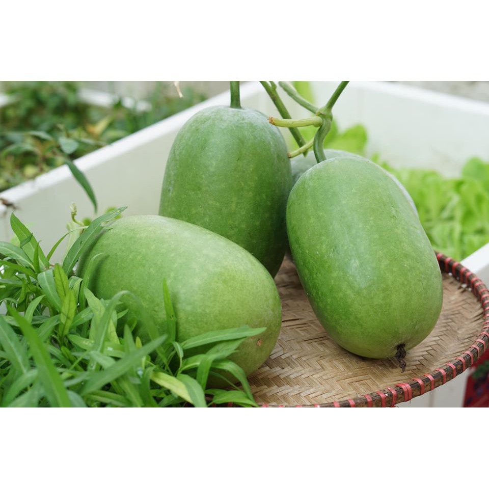 [Hạt giống Đài Loan] Hạt giống Bí xanh Đài Loan Hime Crown - tỷ lệ nảy mầm 90% (gói 5 hạt) NHẬP KHẨU 100%