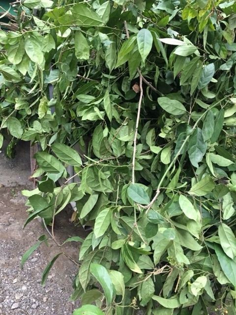Xạ đen Hòa Bình 1kg