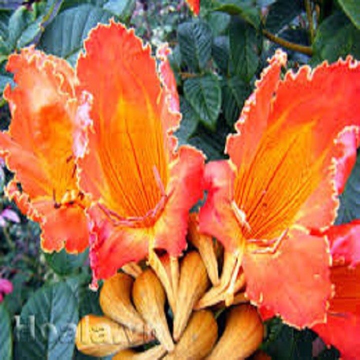 CÂY GIỐNG HOA PHƯỢNG LỬA