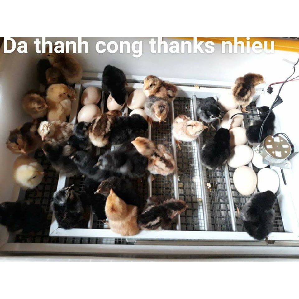 Máy ấp trứng gà mini Ánh Dương A100 lắp sẵn hoàn thiện, đảo lăn tự động 48 trứng (khay nhôm)