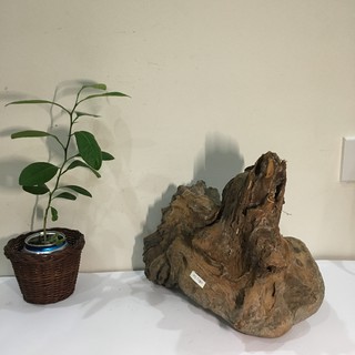 Nu lũa cảnh, gỗ lũa bon sai, tiểu cảnh, bán cạn
