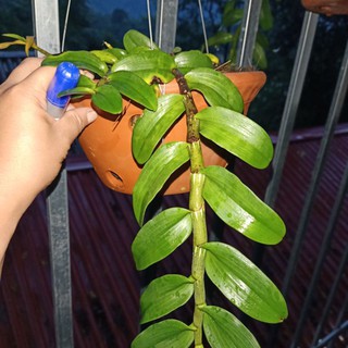 phi điệp rừng  thân lá đẹp như hình, ki năm 2