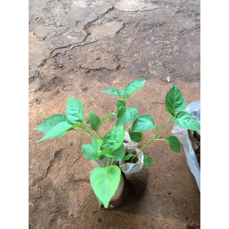 2 cây ớt xiêm giống