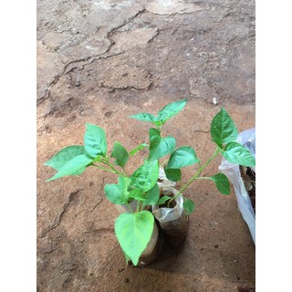 2 cây ớt xiêm giống