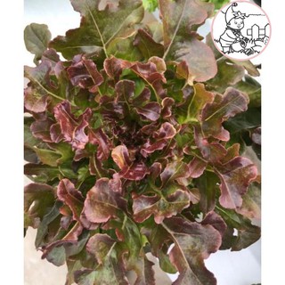HẠT XÀ LÁCH SỒI ĐỎ OAKLEAF - GÓI 2 GRAM