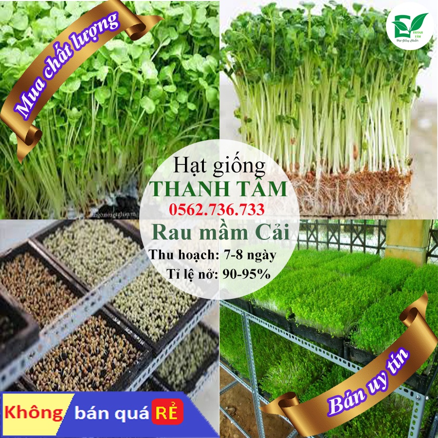 [ Bán chạy ] Hạt giống mầm cải - 50g (tặng kèm 20 hạt Cải Kale Khủng Long)