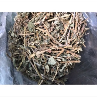 Cà gai leo (1kg) - Có hàng tươi