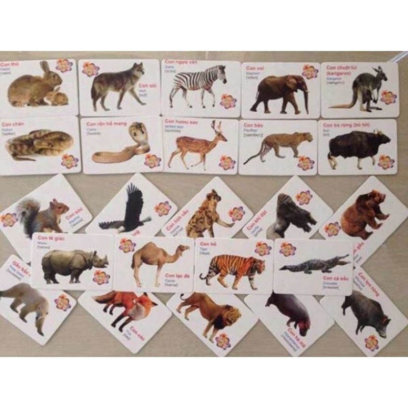 Thẻ học flascard cho bé thông minh