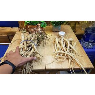 Đẳng Sâm Khô - Đẳng Sâm Khô