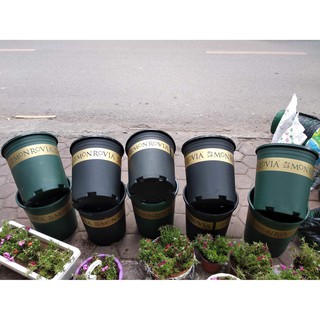 Combo 5 chậu Mon 5gal giá rẻ