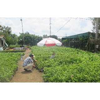 CÂY GIỐNG HOA GIẤY NGŨ SẮC