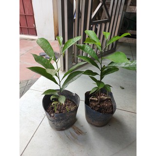 Cây giống hoa dẻ, hoa móng rồng