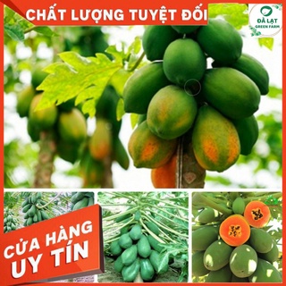 Hạt giống đu đủ ruột đỏ- 10 hạt