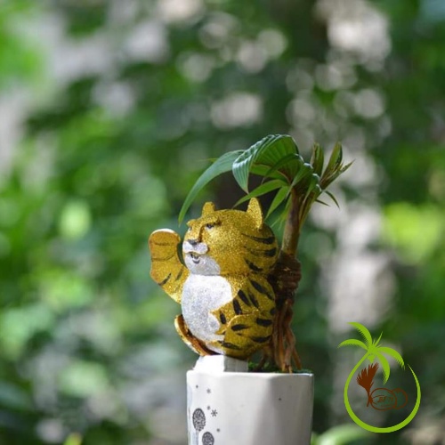 Phôi Trái Dừa Giống Lên Mầm | Làm Dừa Bonsai - Dáng Dứng và Nghiêng - Trái Dừa Tròn Đẹp - Mầm Tươi Tốt