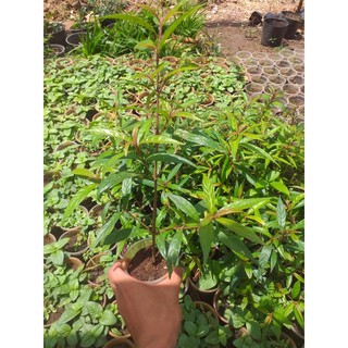 cây Hoàn Ngọc Đỏ