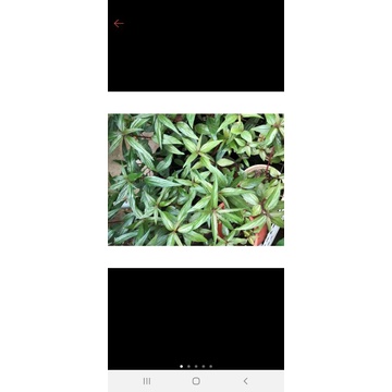Bầu 15  cây  dòi thân tím