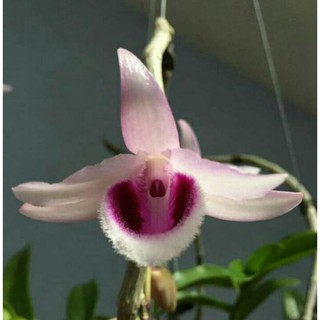 Phi điệp tím rừng Hòa bình