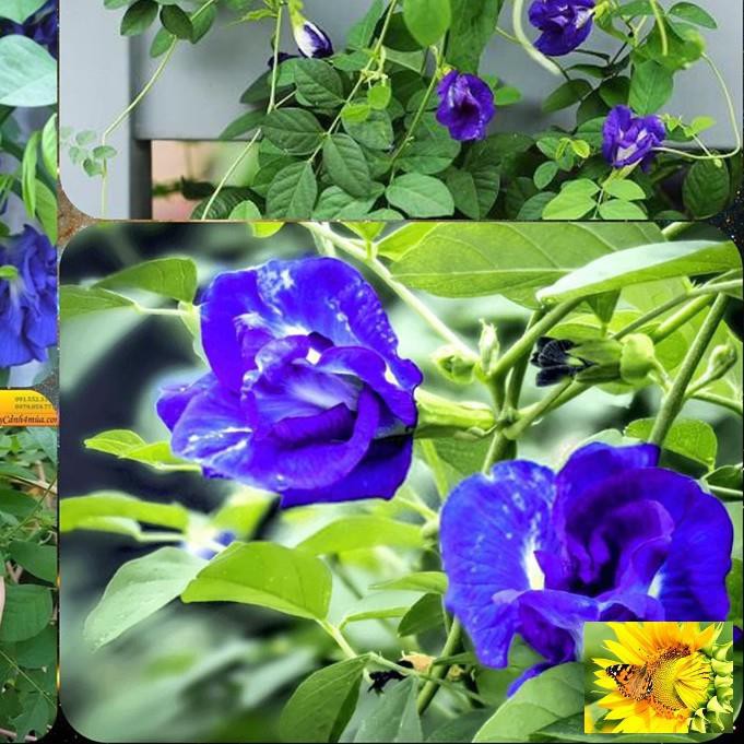 🌟HẠT GIỐNG HOA ĐẬU BIẾC🌟 DÙNG PHA TRÀ UỐNG CỰC TỐT CHO SỨC KHỎE GÓI 20 HẠT