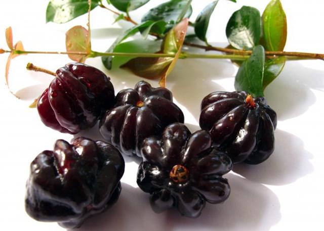 Cherry Surinam (Cherry Khía) - Cây Ăn Quả Giống +Tặng 02 cây nhót ngọt