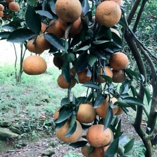 Cam sành Hà Giang 1kg