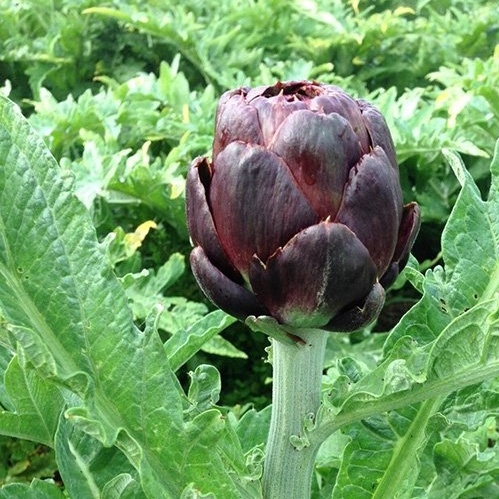 Hạt Giống Atiso Đà Lạt Bông Tím (RADO935) 2gr