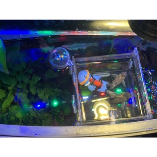 Thợ lặn trang trí hồ cá kute