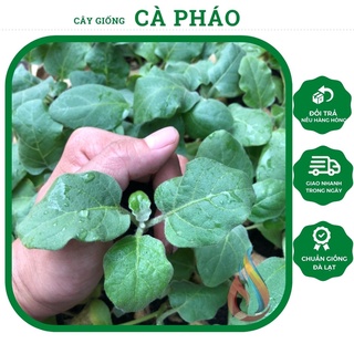 Cây giống Cà Pháo trắng