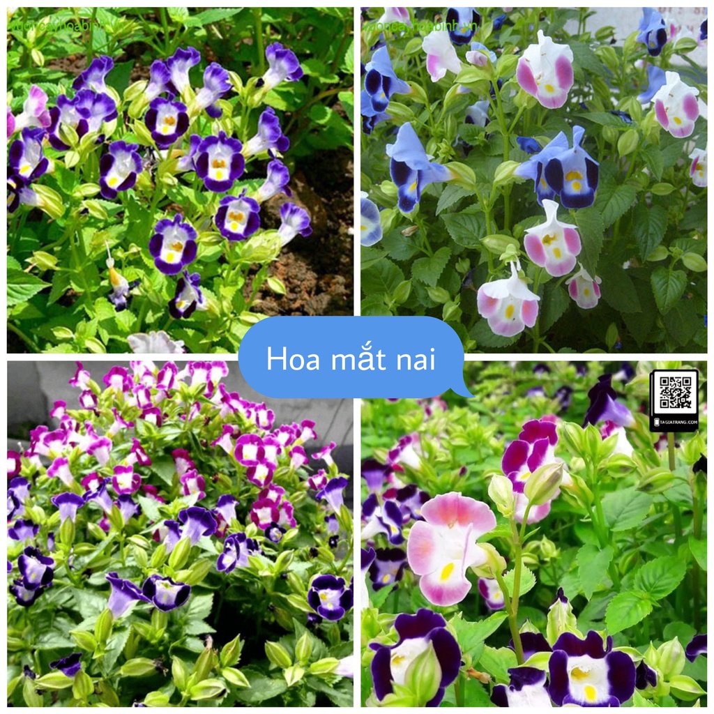 Hạt Giống Hoa Mắt Nai F1 loại siêu hoa dễ trồng dễ chăm sóc hoa nở đẹp